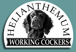 Helianthemum Working Cockers