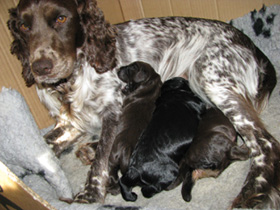 slinky with her pups